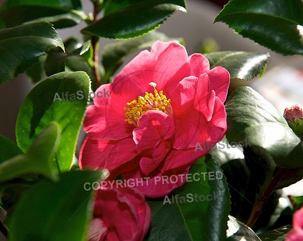 Camellia