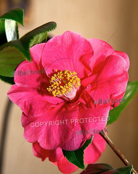 Camellia