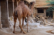 Camels