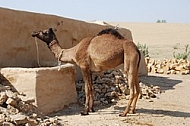 Camels