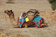 Camels