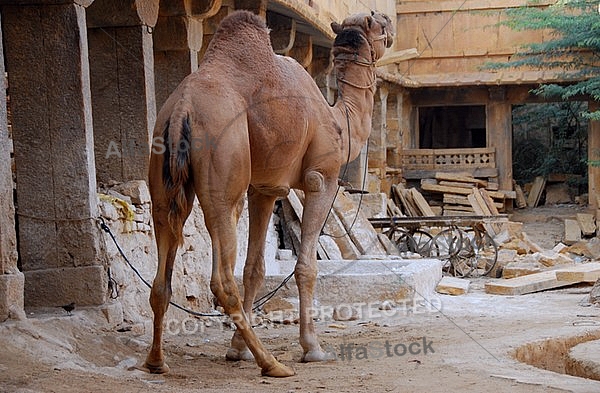 Camels