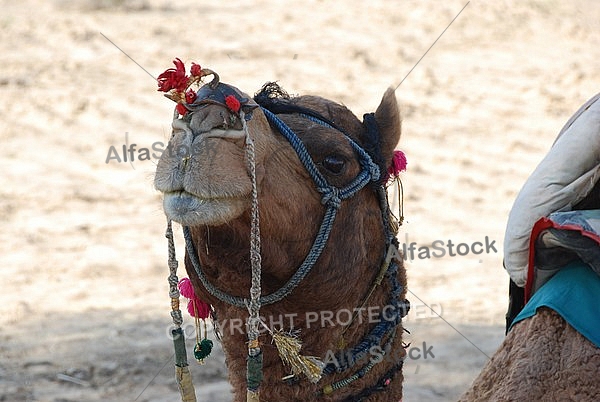 Camels