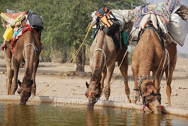 Camels