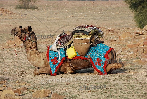 Camels