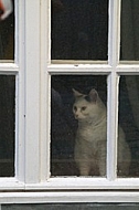 Cat sitting on a window 