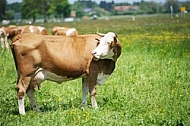 Cattle, Cow