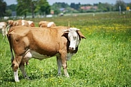 Cattle, Cow