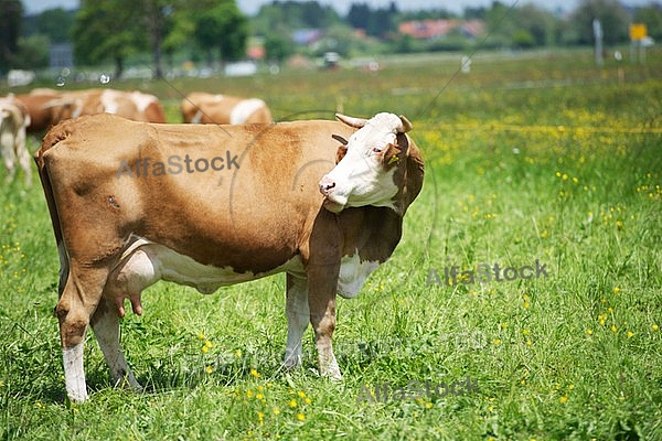 Cattle, Cow