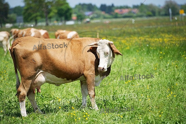 Cattle, Cow