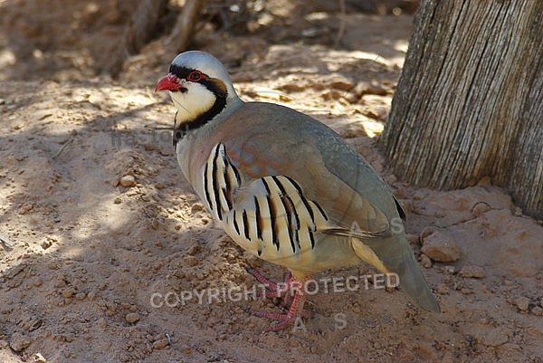 Chukars