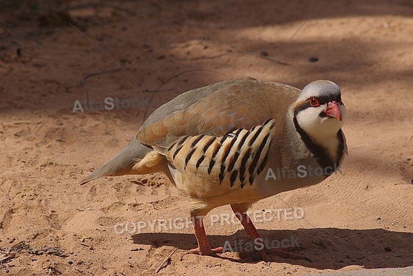 Chukars