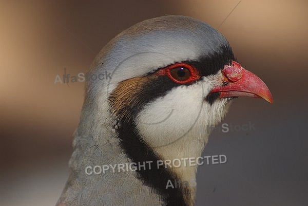 Chukars