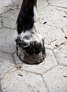 Closeup of the hoof of a horse