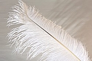Colorful feather, Decoracion