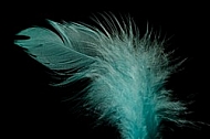 Colorful feather, Decoracion
