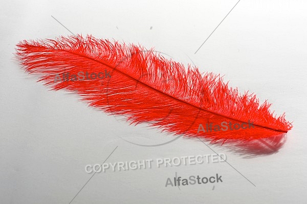 Colorful feather, Decoracion