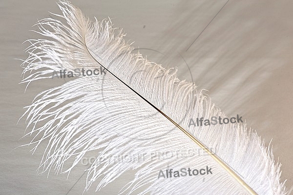 Colorful feather, Decoracion