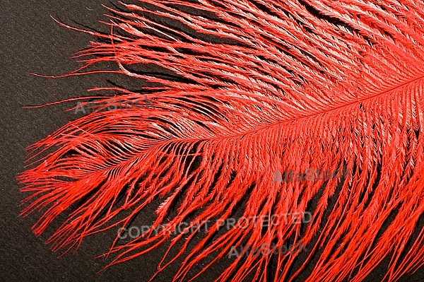 Colorful feather, Decoracion