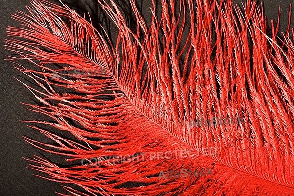 Colorful feather, Decoracion