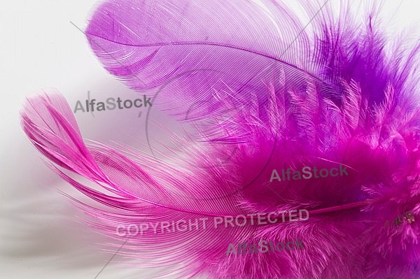 Colorful feather, Decoracion