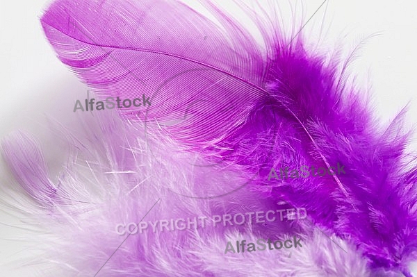 Colorful feather, Decoracion