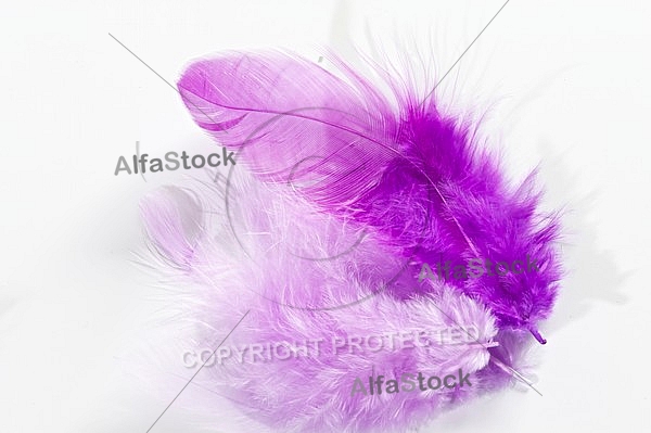 Colorful feather, Decoracion