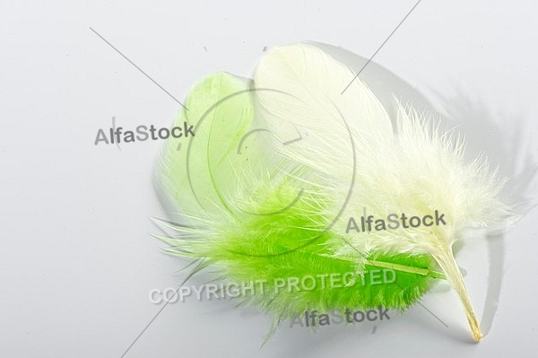 Colorful feather, Decoracion