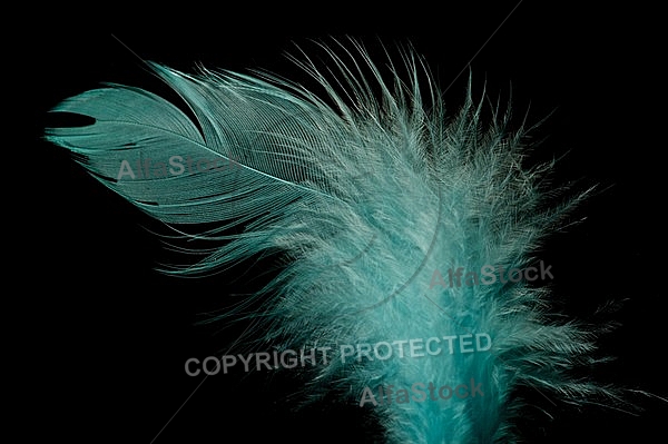 Colorful feather, Decoracion