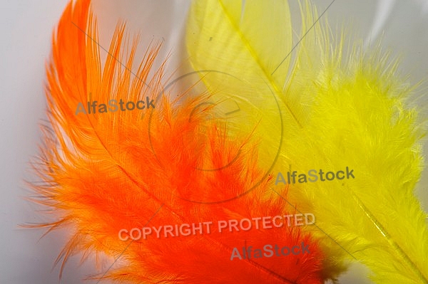 Colorful feather, Decoracion