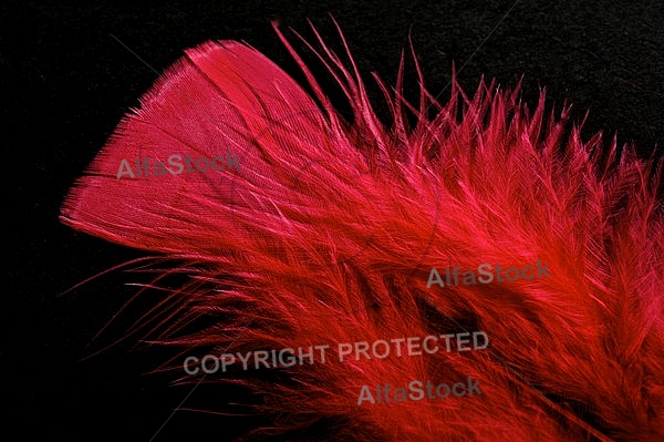 Colorful feather, Decoracion