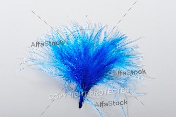 Colorful feather, Decoracion