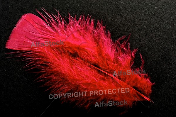 Colorful feather, Decoracion