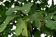 Common fig