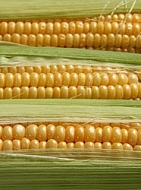 corns