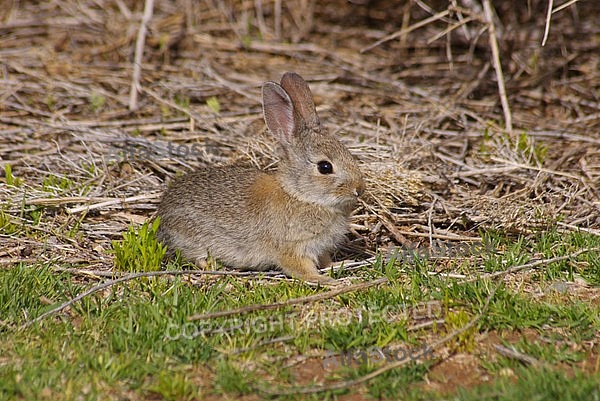 Cottontail