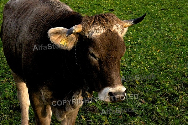 Cow at the meadow