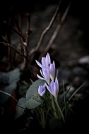 Crocus flower