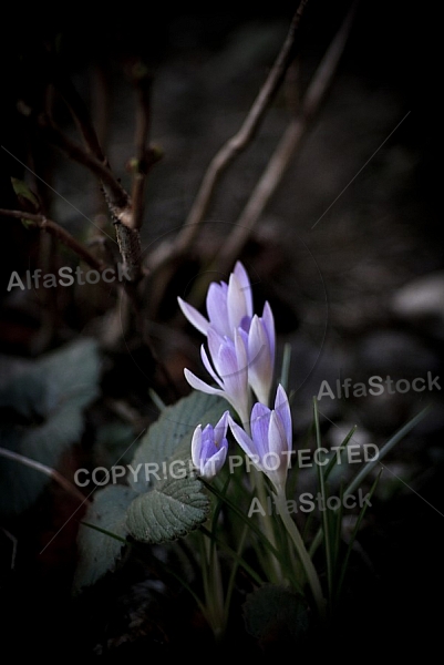 Crocus flower