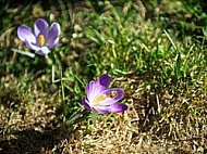 Crocus