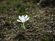 Crocus