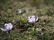 Crocus