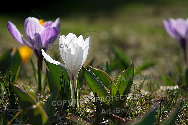 Crocus