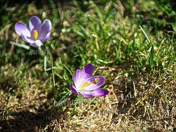 Crocus