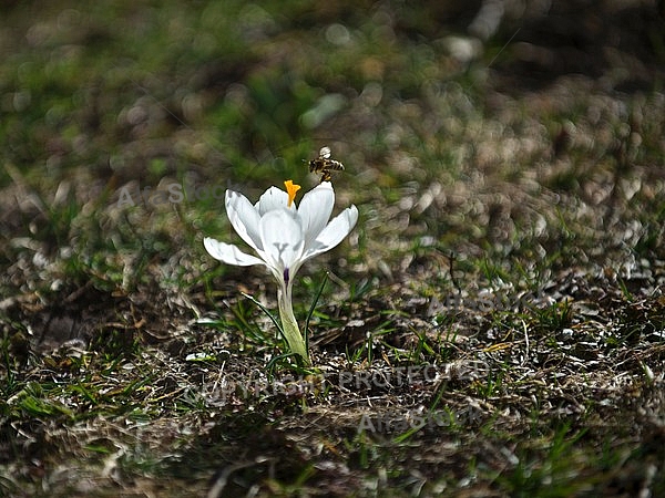 Crocus