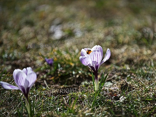 Crocus