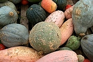 Cucurbita