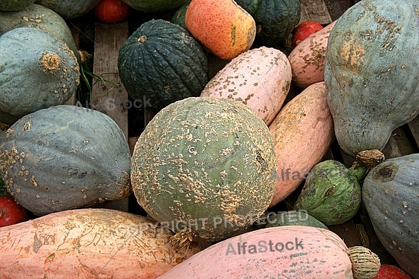 Cucurbita