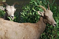 Desert Sheep