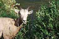 Desert Sheep